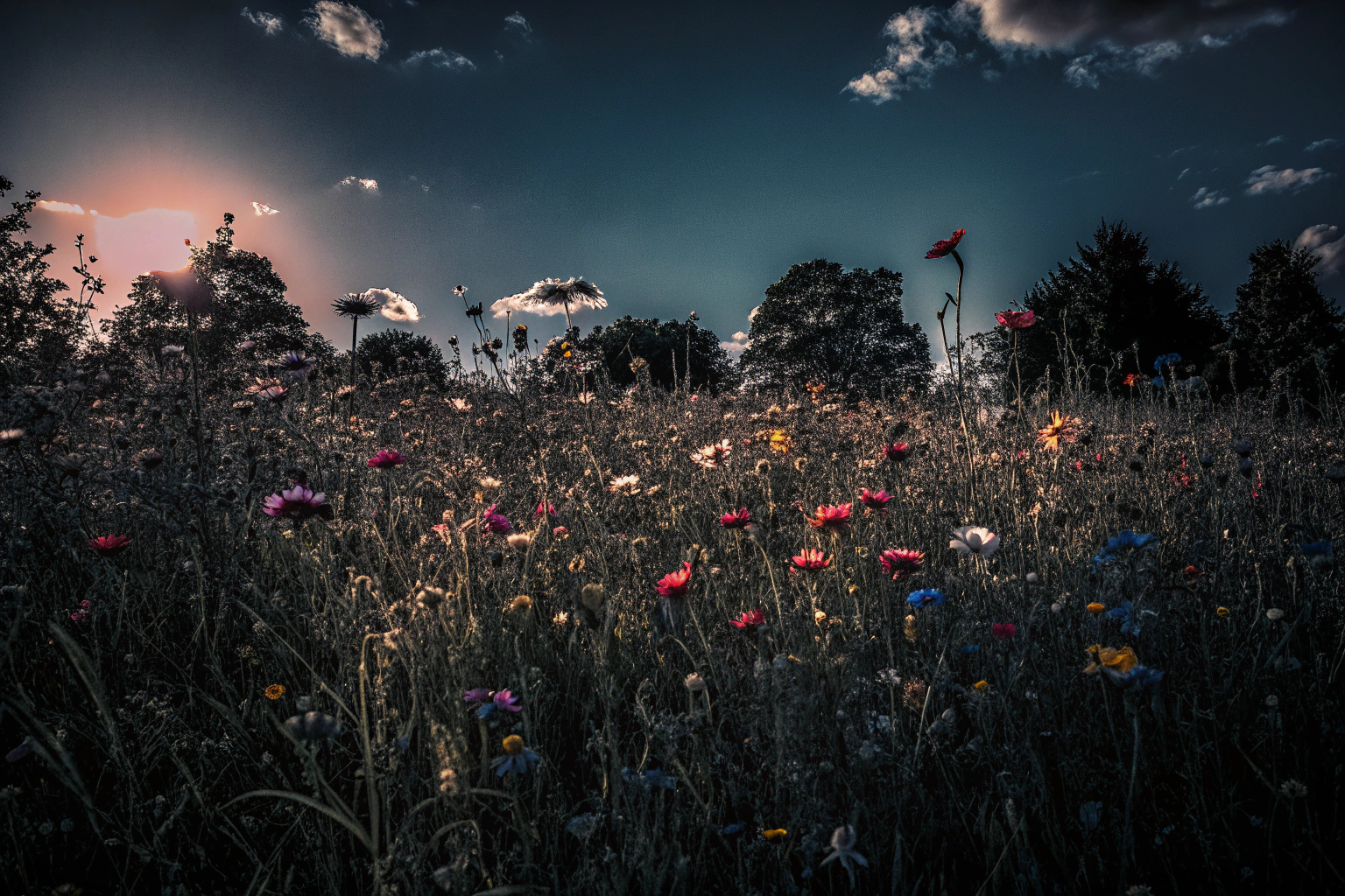Sommerblumen frisch